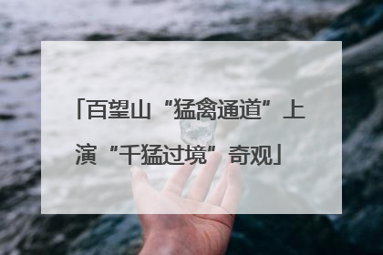 百望山“猛禽通道”上演“千猛过境”奇观
