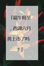 端午将至，西湖六月黄上市了吗？