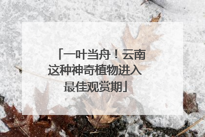 一叶当舟！云南这种神奇植物进入最佳观赏期