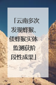 云南多次发现蜂猴、倭蜂猴实体 监测获阶段性成果