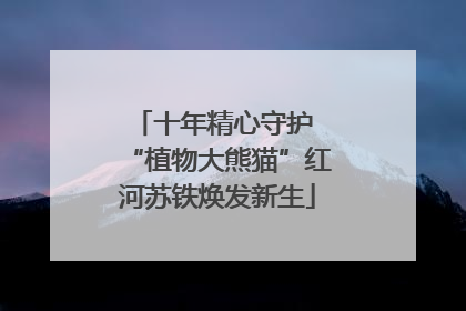 十年精心守护 “植物大熊猫”红河苏铁焕发新生