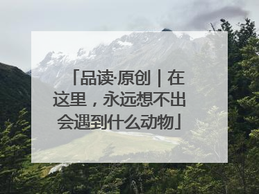 品读·原创｜在这里，永远想不出会遇到什么动物