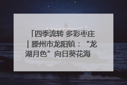 四季流转 多彩枣庄｜滕州市龙阳镇：“龙湖月色”向日葵花海 绘就乡村振兴新画卷