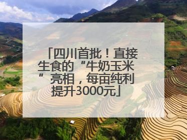 四川首批！直接生食的“牛奶玉米”亮相，每亩纯利提升3000元