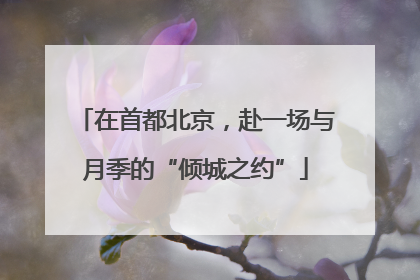 在首都北京，赴一场与月季的“倾城之约”