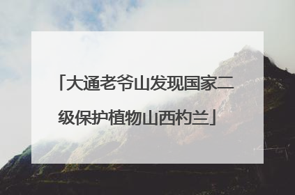 大通老爷山发现国家二级保护植物山西杓兰