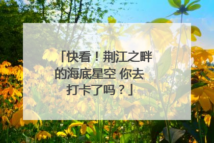 快看！荆江之畔的海底星空 你去打卡了吗？