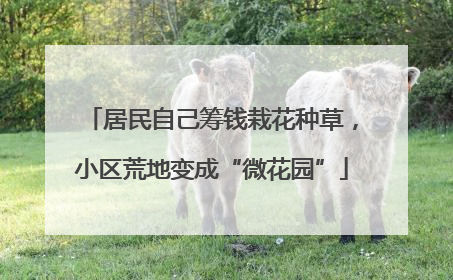 居民自己筹钱栽花种草，小区荒地变成“微花园”