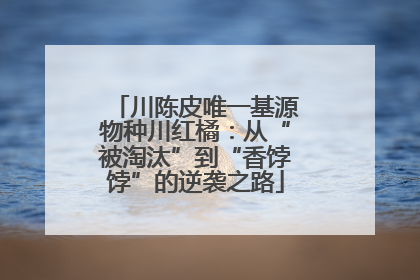 川陈皮唯一基源物种川红橘：从“被淘汰”到“香饽饽”的逆袭之路