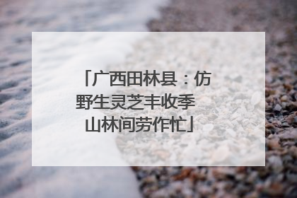 广西田林县：仿野生灵芝丰收季 山林间劳作忙