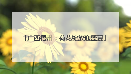 广西梧州：荷花绽放迎盛夏