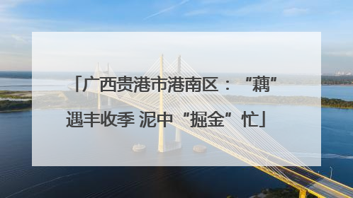 广西贵港市港南区：“藕”遇丰收季 泥中“掘金”忙