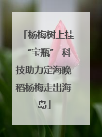 杨梅树上挂“宝瓶” 科技助力定海晚稻杨梅走出海岛
