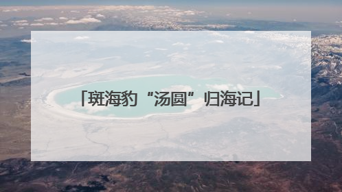 斑海豹“汤圆”归海记