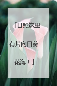 日照这里有片向日葵花海！
