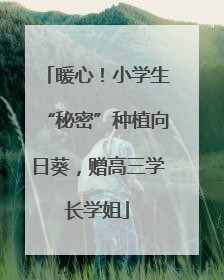 暖心！小学生“秘密”种植向日葵，赠高三学长学姐
