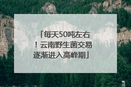 每天50吨左右！云南野生菌交易逐渐进入高峰期