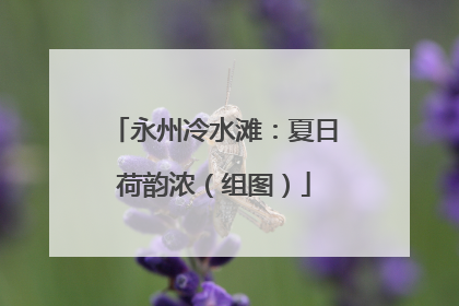 永州冷水滩：夏日荷韵浓（组图）