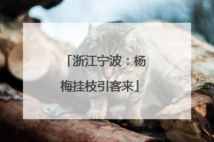 浙江宁波：杨梅挂枝引客来
