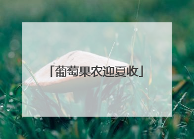 葡萄果农迎夏收