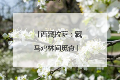 西藏拉萨：藏马鸡林间觅食