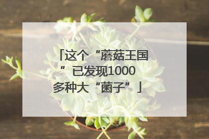 这个“蘑菇王国”已发现1000多种大“菌子”