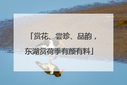 赏花、尝珍、品韵，东湖赏荷季有颜有料