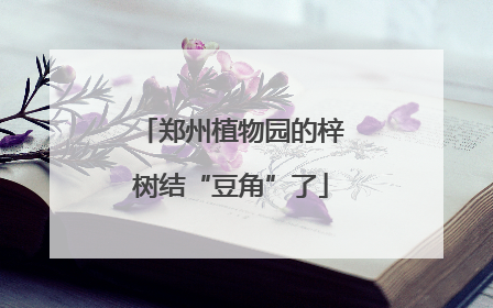 郑州植物园的梓树结“豆角”了