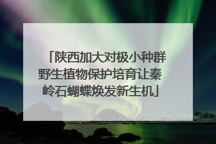 陕西加大对极小种群野生植物保护培育让秦岭石蝴蝶焕发新生机