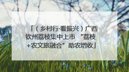 （乡村行·看振兴）广西钦州荔枝集中上市 “荔枝+农文旅融合”助农增收