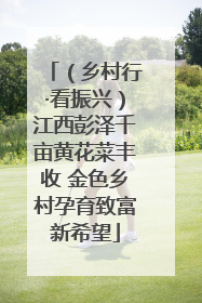 （乡村行·看振兴）江西彭泽千亩黄花菜丰收 金色乡村孕育致富新希望