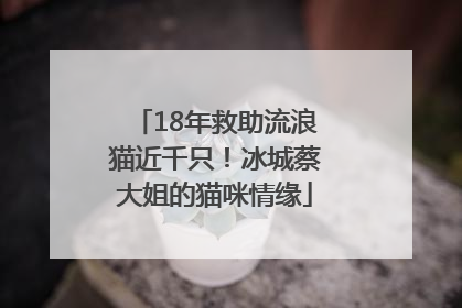 18年救助流浪猫近千只！冰城蔡大姐的猫咪情缘